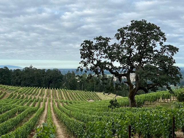 Vineyard in Oregon